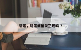 碧莲，碧莲盛植发正规吗 ？